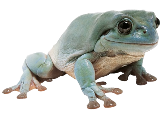 Australian Green Tree Frog