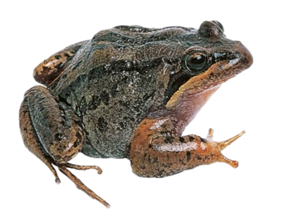 Brown-striped Frog