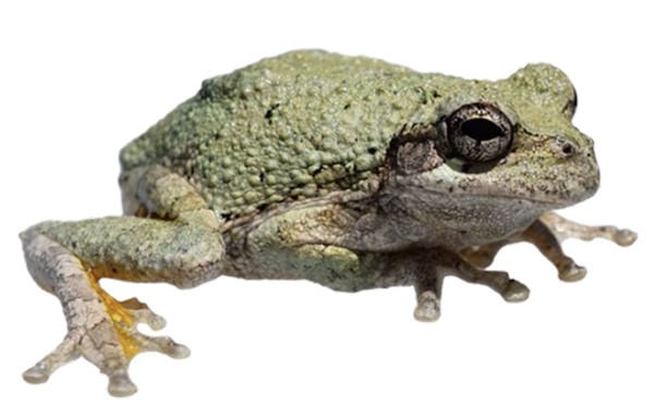 Cape's Gray Tree Frog