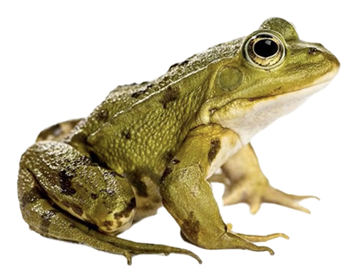 Common Frog