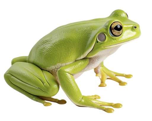 Green Tree Frog