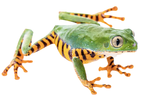 Tiger Leg Tree Frog