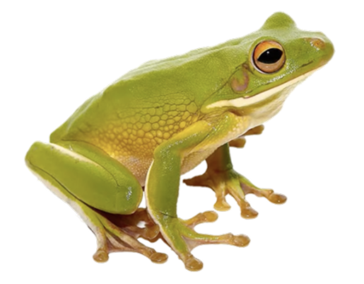 White-lipped Tree Frog